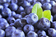 Dwarf bilberry vaccinium for sale  Canton