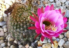 Echinopsis mamillosa raro usato  Spedire a Italy