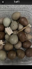 Chinese painted quail for sale  HAVANT