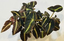 Begonia listada. large for sale  Summerville