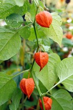 Physalis franchetii chinese for sale  STAFFORD