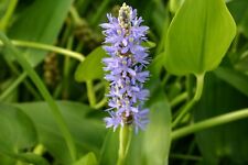 Blue flower pickerel for sale  Fairdale