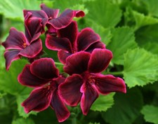 Pelargonium lord bute for sale Pelargonium lord bute for sale  BARNET