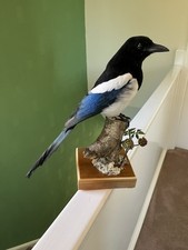 Taxidermy magpie protected for sale  WAKEFIELD