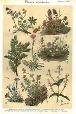 1935 botany engraving d'occasion  Expédié en Belgium