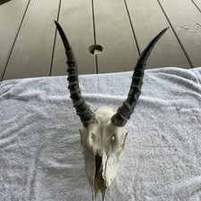 Nice small blackbuck for sale  Osceola