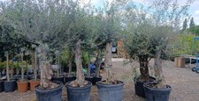 Extra thick european for sale  EGHAM