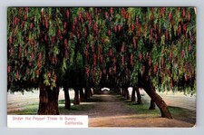 California pepper trees for sale  USA