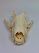 Partial american badger for sale  LONDON
