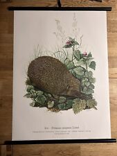 Igel wiese wald gebraucht kaufen  Hürth