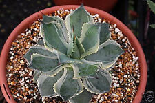 Agave potatorum tradewind for sale  Miami