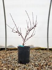 Acer palmatum beni for sale  Hendersonville