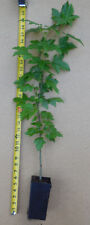 American sweetgum potted for sale  Albany