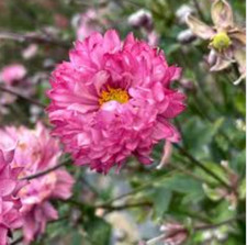 Anemone japanese puff for sale  Malvern