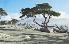 Etats unis pebble d'occasion Etats unis pebble d'occasion  France