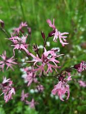Ragged robin hand for sale  BRIDPORT