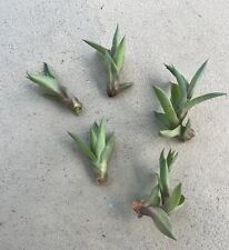 Agave desmettiana cactus for sale  Saint Petersburg