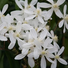 Clematis armandii evergreen for sale  HORSHAM