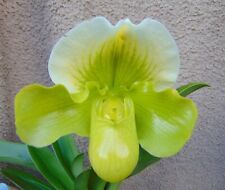 Rare paphiopedilum hybrid for sale  HALSTEAD