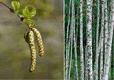 Silver birch tree for sale  BROCKENHURST