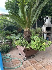 Cycas revoluta usato  Acerra