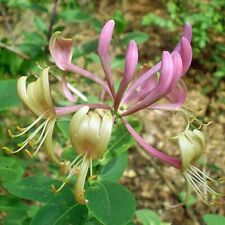 Lonicera etrusca etruscan for sale  San Francisco