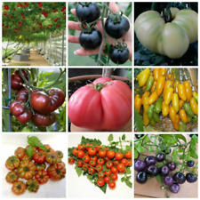 450 semi DI POMODORO RARO IN MIX 9 VARIETA' + OMAGGIO comprar usado  Enviando para Brazil