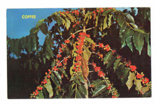 Kona coffee beans for sale  Lynbrook