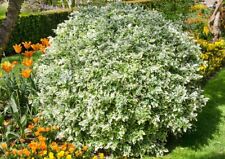 Euonymus emerald gaiety for sale  NELSON