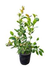 Garten heidelbeere chandler gebraucht kaufen  Menslage