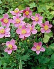 Anemone japonica september for sale  HAILSHAM