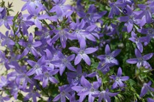 Campanula poscharskyana traili for sale  WALLINGFORD