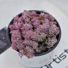 Echeveria bradburyana variegat for sale  Northport