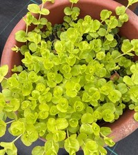 Lysimachia plug plants for sale  STAFFORD