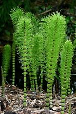 Horsetail plant cuttings for sale  Russell