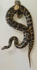 Burmese python realistic for sale  Mount Vernon