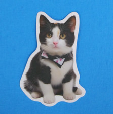 Adorable kittens wearing for sale  Mound City