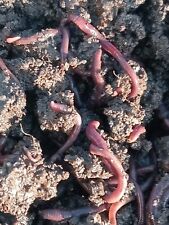 Red worm sicily usato  Santa Lucia del Mela