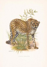 1960 cheetah print for sale  BIDEFORD