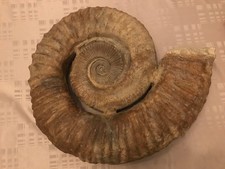 Véritable ammonite géante d'occasion  Bordeaux-