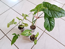 4er set syngonium gebraucht kaufen  Königslutter am Elm