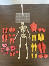 Sistema esquelético muscular anatomia humana vintage modelo encaixe plástico AS-IS comprar usado  Enviando para Brazil