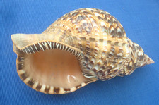 V70 grand coquillage d'occasion  France