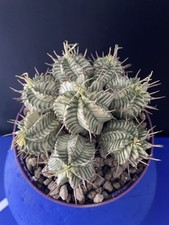 Cactus euphorbia meloformis d'occasion  Aire-sur-l'Adour