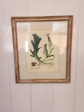 Framed vintage horticultural for sale  SIDMOUTH