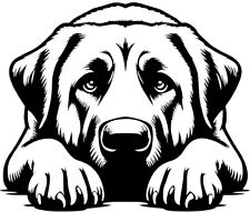 Adesivo cangal cane usato  Spedire a Italy