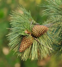 Pinus jeffreyi pino usato  Napoli