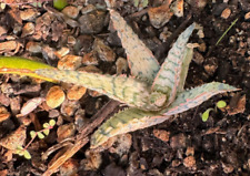 medium aloe vera for sale  Santee