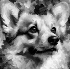 corgi professionals for sale  BROADWAY