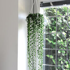 Senecio rowleyanus string for sale  IPSWICH